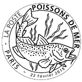Cachet de Sardine Sardina pilchardus Cachet de Sardine Sardina pilchardus