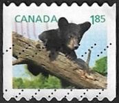 Ours noir américain