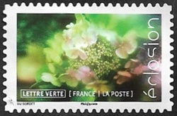 L'hortensia (hydrangea)