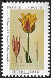 Tulipe bossuelle