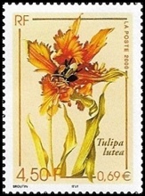 Tulipa lutea