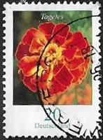 Rose d'Inde (Tagetes erecta)