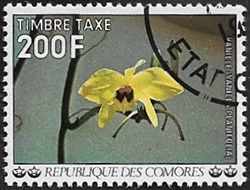 Orchidée vanille