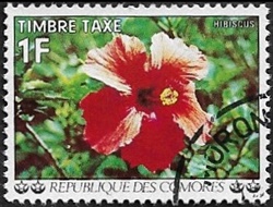 Hibiscus