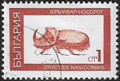 Scarabée rhinocéros Scarabée rhinocéros