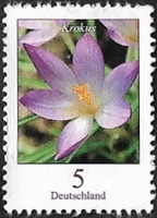 Crocus de Thomas