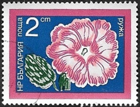 Rose trémiére Rose trémiére