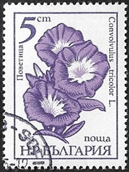 Pétunia hybride Pétunia hybride