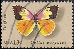 Colias eurydice