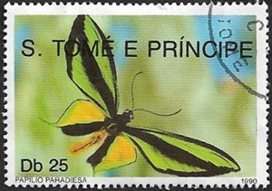 Troides paradisea Troides paradisea