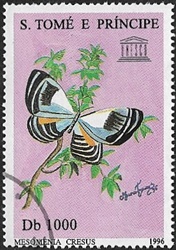 Mesomenia cresus Mesomenia cresus