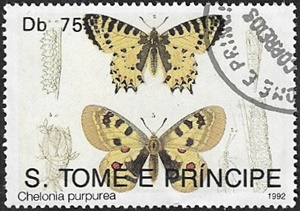 Allancastria cerisyi et Petit Apollon Allancastria cerisyi et Petit Apollon