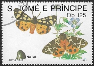 Arctia caja Arctia caja