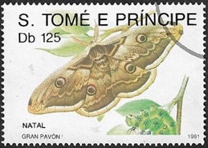 Saturnia pyri Saturnia pyri