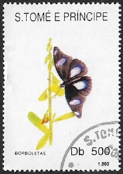 Hypolimnas sp. Hypolimnas sp.