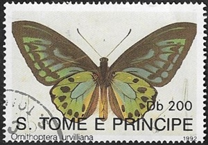 Ornithoptera urvilliana