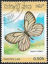 Aporia hippia