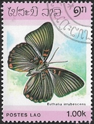 Euthalia irrubescens