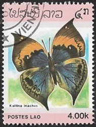 Kallima inachus