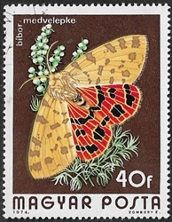 Rhyparia purpurata Rhyparia purpurata