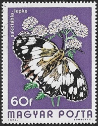 Melanargia galathea Melanargia galathea