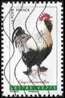 Coq Faverolles