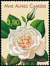 Rose Mme Alfred Carrière 1879