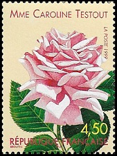 Rose Mme Caroline Testout 1890