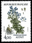 Aconit - aconitum pyrenaicum