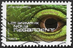 Iguane des Fidji