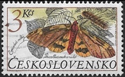 Pericallia matronula Pericallia matronula
