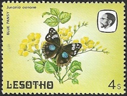 Junonia oenone