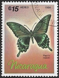 Papilio maackii