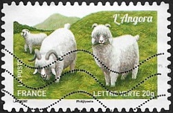 L'angora