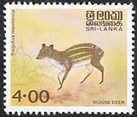 Chevrotain indien