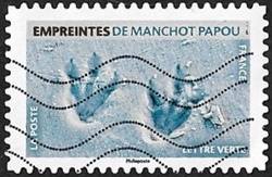 Empreintes de manchot papou