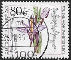 Limodore é feuilles avortées Limodore é feuilles avortées