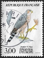 Epervier d'Europe - Accipiter N. Nissus