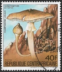 Termitomyces letestui