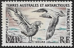 Labbe antarctique