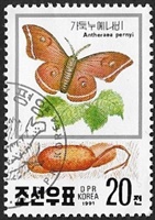 Antheraea pernyi