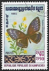 Euploea phaenareta juvia Euploea phaenareta juvia