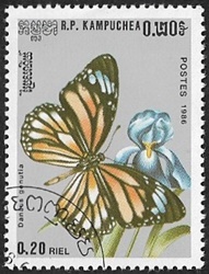 Danaus genutia Danaus genutia