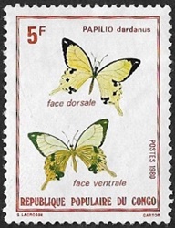 Papilio dardanus