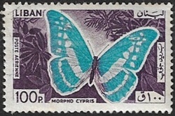 Morpho cypris