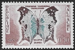 Salamis duprei Salamis duprei