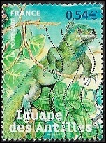 Iguane des Antilles