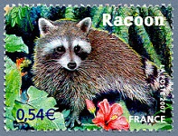 Le Racoon