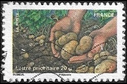 Récolte de pommes de terre