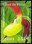 Sabot de Vénus Cypripedium calceolus